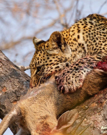 A26Amy Leigh Leopard Nsumi Cub 2 090821 Final