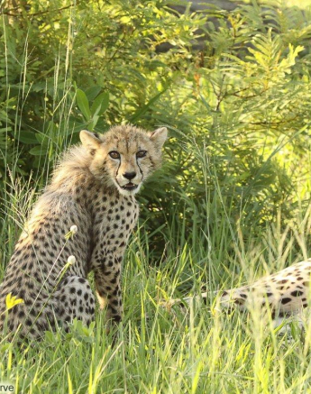 A35Erin Herbst Cheetah 5 121221 Final A35Erin Herbst Cheetah 5 121221 Final