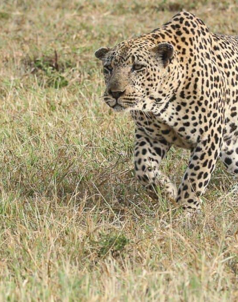 25andries.ndlovu Leopard.schotiacub 10.2.20 6 Final 25andries.ndlovu Leopard.schotiacub 10.2.20 6 Final