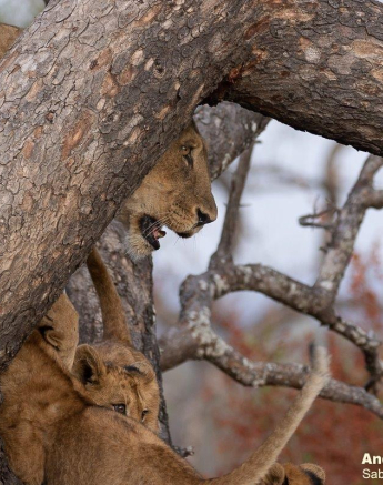 A10andries Lions.styx Blog 5 Final A10andries Lions.styx Blog 5 Final