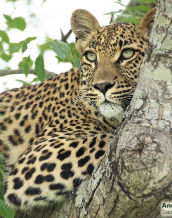 A30andries Leopard.ntsumicub 271221 1 Final A30andries Leopard.ntsumicub 271221 1 Final