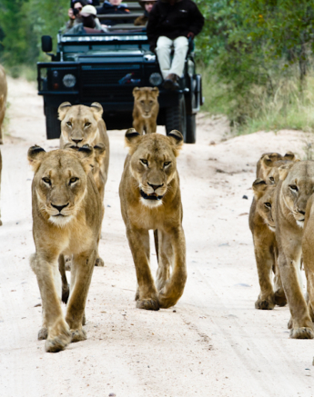 Southern Pride Southern Pride