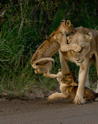 Cub Dance 2 Cub Dance 2