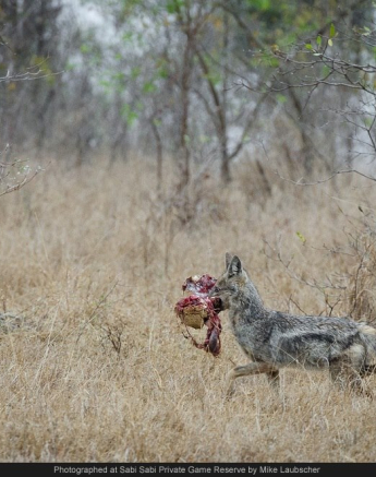 10465290 743292212385099 223526121383537924 O