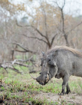 10933908 807401609307492 5294877687486599279 N