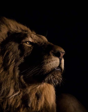 02Blog Lion1 02Blog Lion1