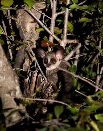 18Franscois Rosslee Bushbaby Final 18Franscois Rosslee Bushbaby Final