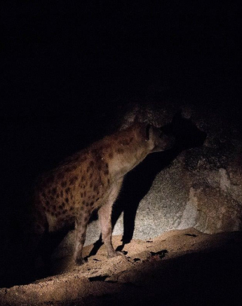 27Kevan Dobbie Hyena 1 Final 27Kevan Dobbie Hyena 1 Final