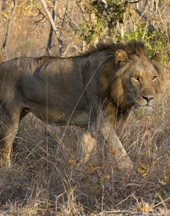 26Franscois Rosslee Youngmales Final