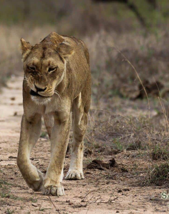 21Louise Murray SP 24112018 Final