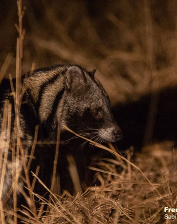 06Frederik Aucamp African Civet 23 10 2019 Final 06Frederik Aucamp African Civet 23 10 2019 Final