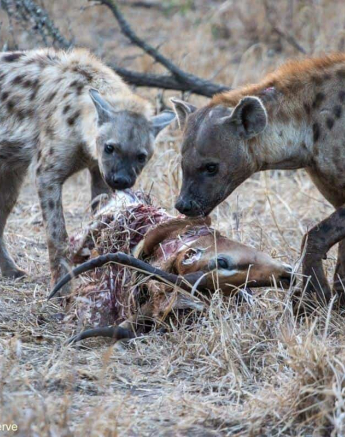 08Kevin Van Der Linde Hyena 2992018 Final 08Kevin Van Der Linde Hyena 2992018 Final