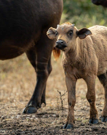 05Richard Leucisitc Buffalo Calf 18062020 Final 05Richard Leucisitc Buffalo Calf 18062020 Final