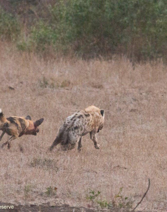 37Greg Heasman Wild Dog 190920 2 Final 37Greg Heasman Wild Dog 190920 2 Final