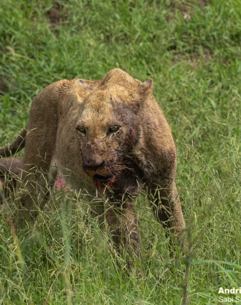 10andries Umkhombicamp.blog .lioness 2 Final