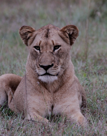 Southern Pride 1 Southern Pride 1