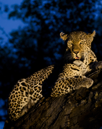 Twilight Leopard Twilight Leopard