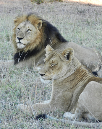 Lions Lions