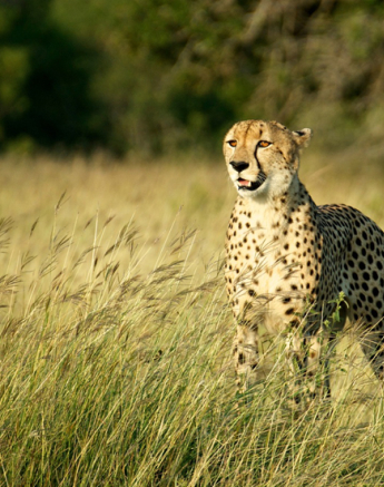 Cheetah Kev 2 Cheetah Kev 2