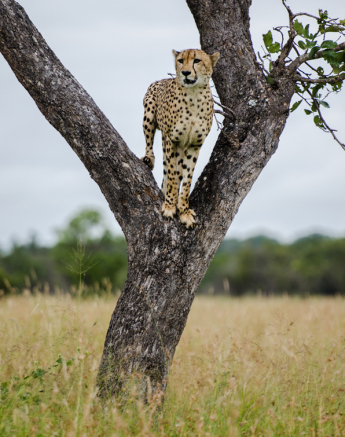 Cheetah 12 Cheetah 12
