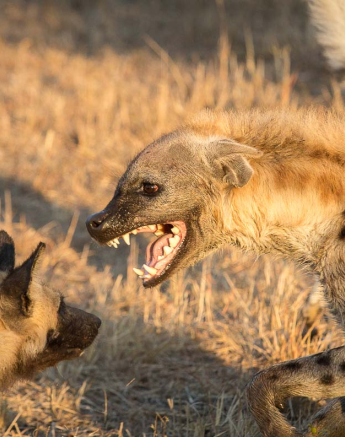 07Kosie Lategan Dog2 1