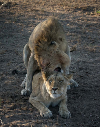 08Courtney Dalziel Lions Mating 1 08Courtney Dalziel Lions Mating 1