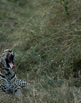 09Sheldon Hooper LBC Cub 13 05 17 Final