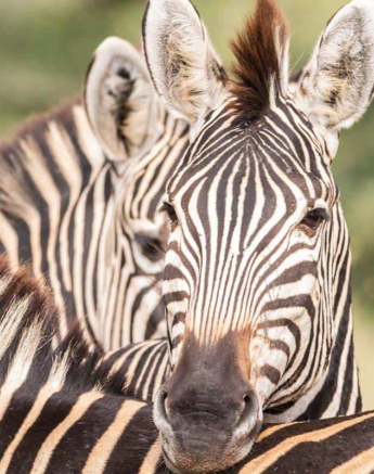 35Frederik Aucamp Plains Zebra 01 05 2019 1 Final 35Frederik Aucamp Plains Zebra 01 05 2019 1 Final