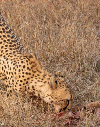 26andries Cheetah 050920 2 Final 26andries Cheetah 050920 2 Final