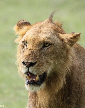 A19Erin Herbst Kambula 1 131221 Final A19Erin Herbst Kambula 1 131221 Final