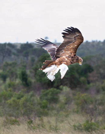 B02ronald Mutero Tawny Eagle 14022022 Final B02ronald Mutero Tawny Eagle 14022022 Final