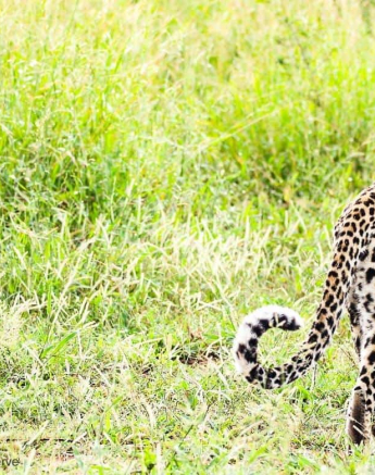 38andries.ndlovu Leopard.schotia 19.2.20 Final 38andries.ndlovu Leopard.schotia 19.2.20 Final