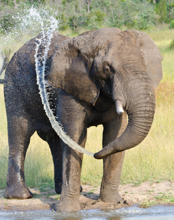Elephant Bull Bath 2 Elephant Bull Bath 2