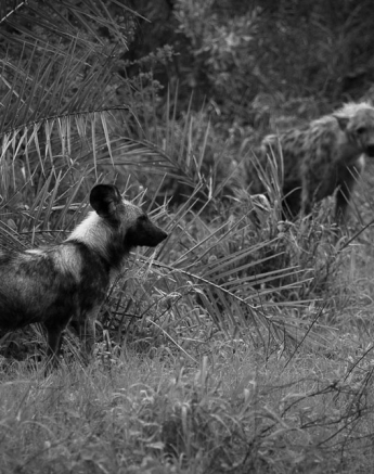 Kosie Lategan Dogs Main 2 Kosie Lategan Dogs Main 2