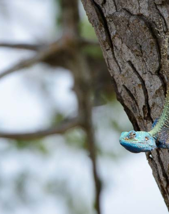 12Mike Palmer Tree Agama 061215