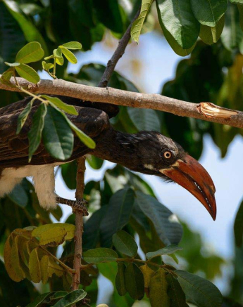 07Mike Palmer Crowned Hornbill 010116 07Mike Palmer Crowned Hornbill 010116