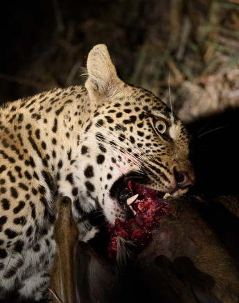 Mike Palmer Hlarulini 070316 5 Mike Palmer Hlarulini 070316 5