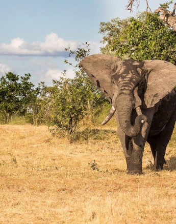 31Franscois Rosslee Elephant Marula Final