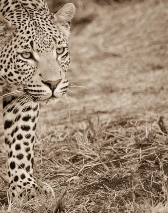 17Kyle 26 June WD Male Stalk 2 Final