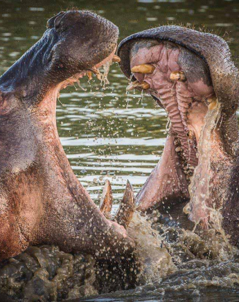 40Terry Ennever Hippo Fight Final 40Terry Ennever Hippo Fight Final