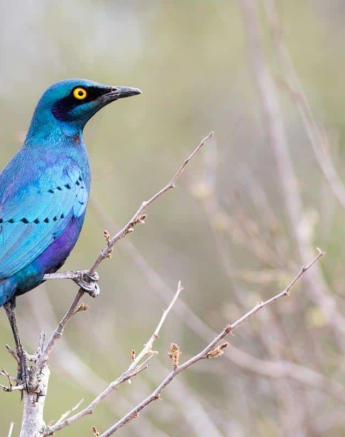 34Kevin Van Der Linde Cape Glossy Starling 20112018 Final