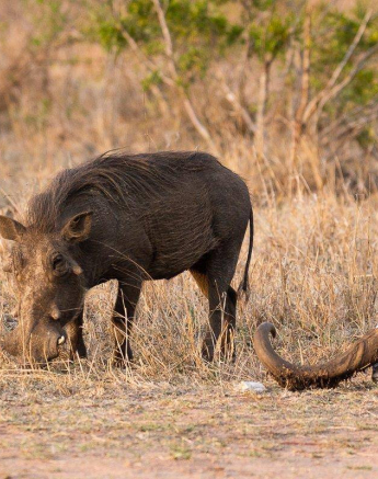 03Frederik Aucamp Warthog 22 11 2018 Final 03Frederik Aucamp Warthog 22 11 2018 Final