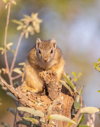 07Frederik Aucamp Smiths Bush Squirrel 07 07 2019 Final 07Frederik Aucamp Smiths Bush Squirrel 07 07 2019 Final