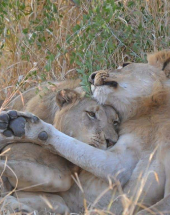 27Ronald Mutero SP 25072019 5 Final 27Ronald Mutero SP 25072019 5 Final