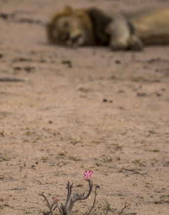 06Kyle Charleston Lily 2 Final