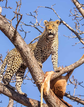 06Frederik Aucamp Nweti Male Leopard 25 08 2019 FINAL 06Frederik Aucamp Nweti Male Leopard 25 08 2019 FINAL