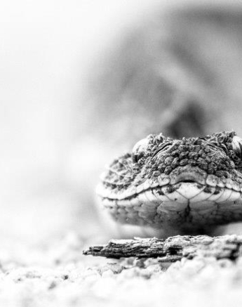 03Tayla McCurdy Puff Adder 9 May 16 1 Of 2 Final 03Tayla McCurdy Puff Adder 9 May 16 1 Of 2 Final