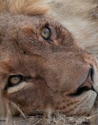 21Tyron Van Der Walt Lioness 26092019 2 Final 21Tyron Van Der Walt Lioness 26092019 2 Final
