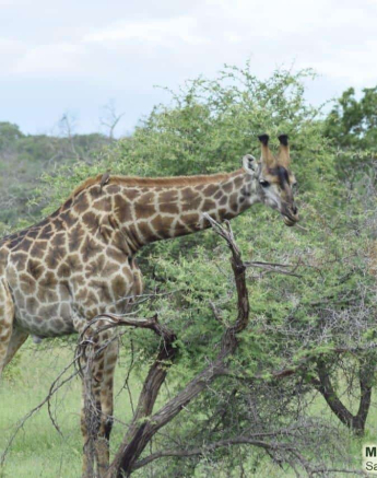 07Maryke Nel Giraffe 18012020 Final 07Maryke Nel Giraffe 18012020 Final