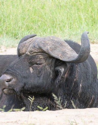 35andries Buffalo 010121 5 Final